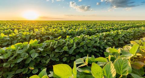 Monitoreo de campos en América del Sur